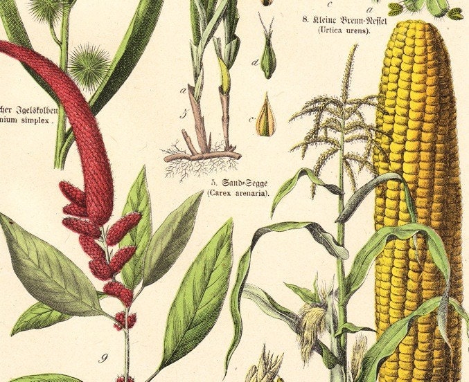 Original Antique Botanical Specimen Print . Schubert plantae plate XLVI dated 1890