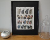 FRAMED 11x14 - Vintage Butterfly Wing Exhibit - Book Page Dictionary Print