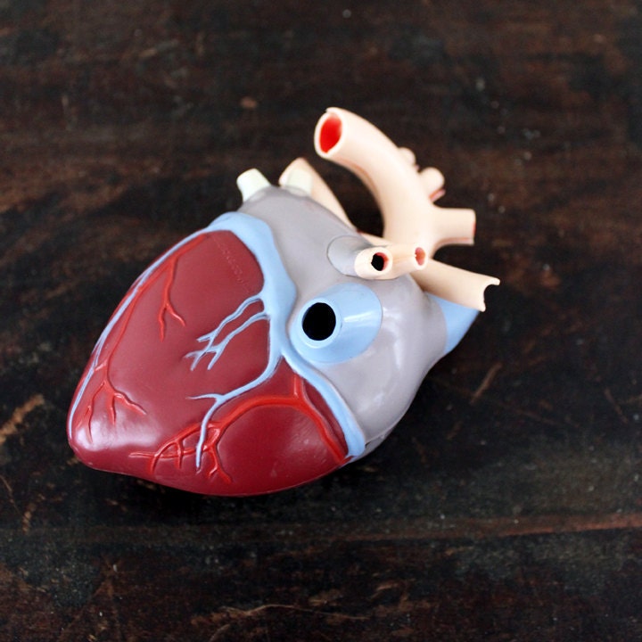 Vintage Medical Model - Heart