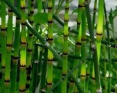 Horsetail Rush-Move over bamboo Horsetail is here and easy to grow-25 plus plants-Great as a border-Marginal pond plant
