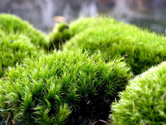 Mood Moss-Frog Moss-Live Moss for Terrariums and Vivariums-Quart Bag