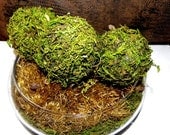 4" Pomander Moss Ball-Beautiful Hand made balls of Moss-Wedding favors-Fairy party