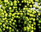Dried Canella Berries 2 Oz  on stems in a dyed Spring Green Color