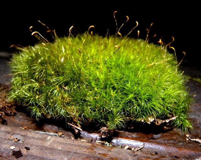 Mood Moss Gallon Bag-Frog Moss-Live Moss for Terrariums and Vivariums