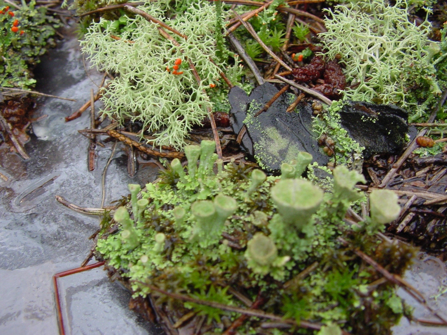 DIY Large Moss and lichen Terrarium kit - Build your own-FREE 17 Page Moss Care Book included