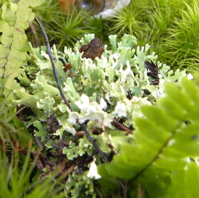 DIY Large Moss and lichen Terrarium kit - Build your own-FREE 17 Page Moss Care Book included