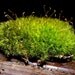 Mood Moss Gallon Bag-Frog Moss-Live Moss for Terrariums and Vivariums