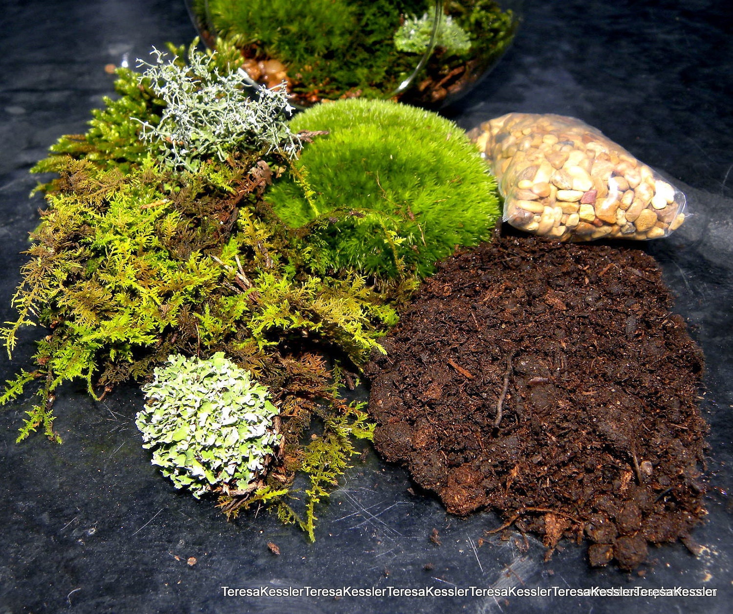 Hanging Glass Globe DIY Moss Terrarium Kit-Live Assorted Moss Lichens & Glass ball included-Wedding Decor