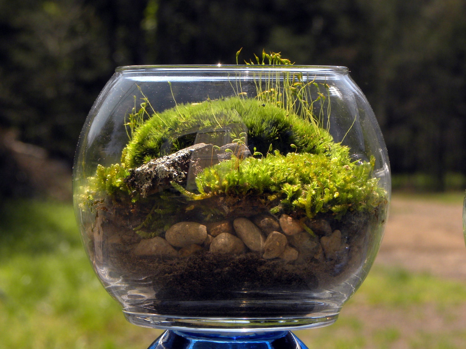 Wild Mood Moss bowl terrarium-Stones of Lichen on a Grassy Valley Terrarium