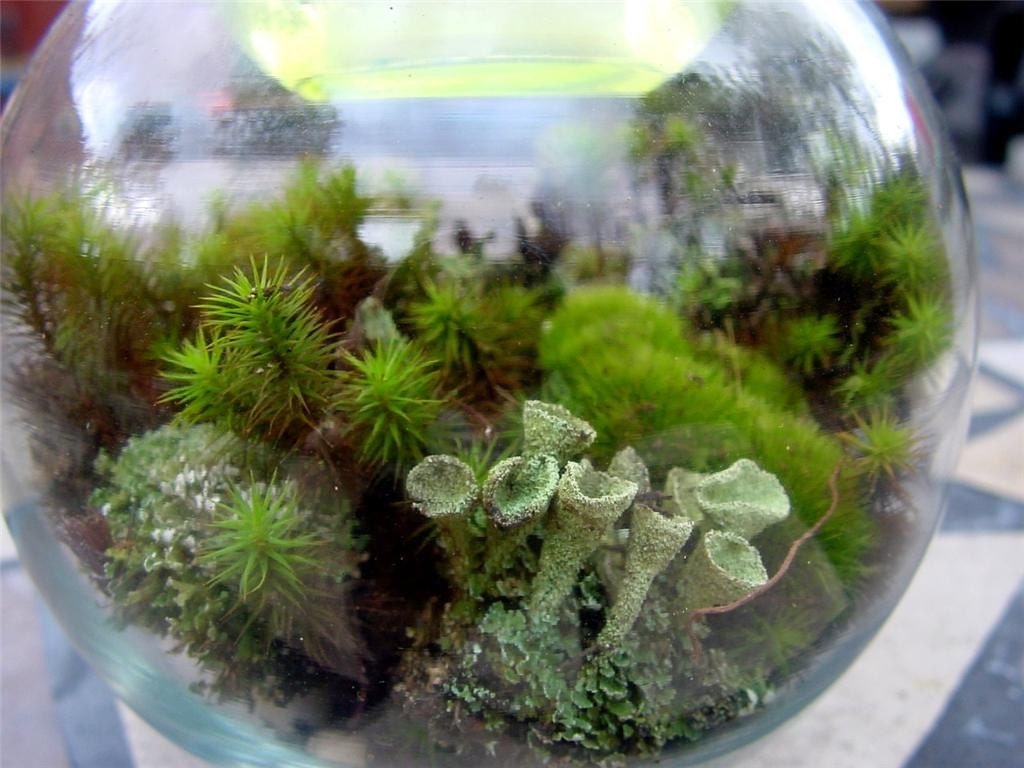 Woodland Fern - Mini Terrarium kit - Moss-lichens-rocks
