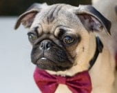 Dog Bow Tie Collar Cranberry Wedding Photo Prop