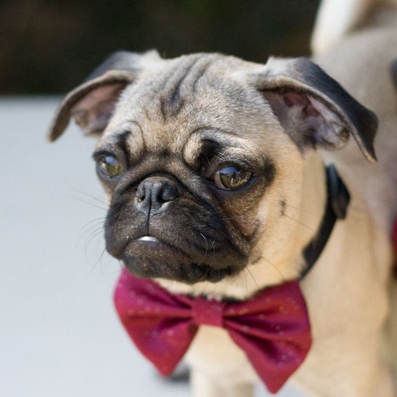 Dog Bow Tie Collar Cranberry Wedding Photo Prop