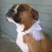 White Dog Collar and Bow Wedding