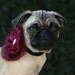 Dog Collar and Flower Bow Cranberry Wedding Photo Prop