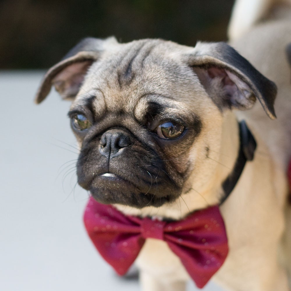Dog Bow Tie Collar Cranberry Wedding Photo Prop