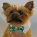 Dog Bow tie Collar St. Patty's Day Shamrocks