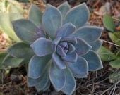 Graptoveria 3 Small Succulent Plant Cuttings