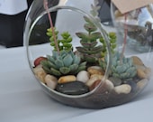 Succulent Terrarium Sunny - Through the Looking Glass... A Sun Loving Mysterious Hanging Succulent Terrarium Orb