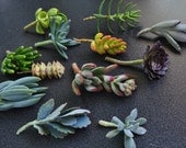 100 Wedding Favor Succulent Cuttings for Centerpieces Bouquets Wreaths Hanging Flat Panel Living Walls