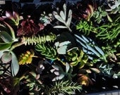 24 Succulent Cuttings Wreaths Living Walls Hanging Flat Panel Centerpieces Bouquets Wedding Favors