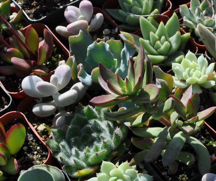 6 Succulent Plants Wedding Centerpieces Favors Bouquets