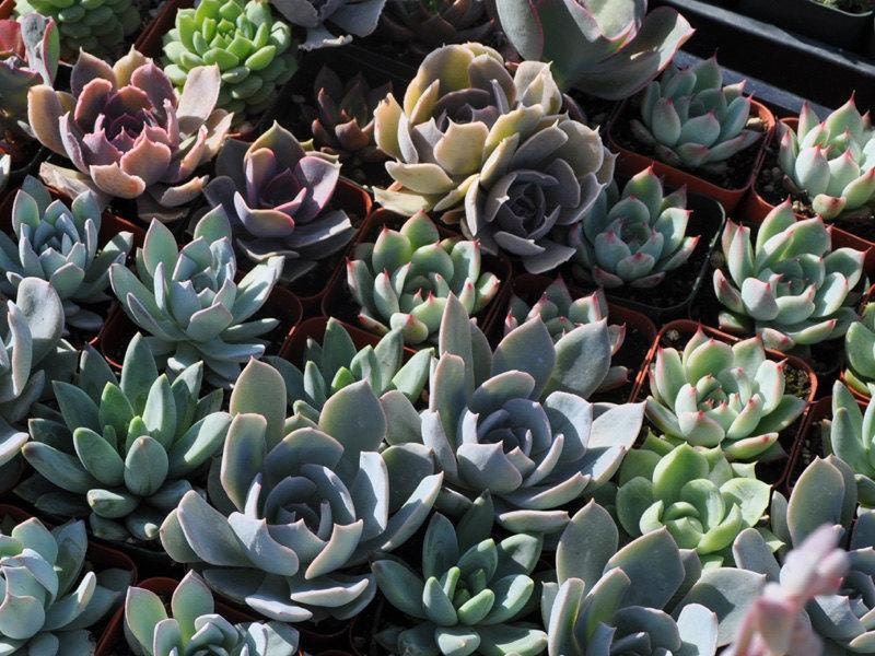 3 Wedding Favor Succulents Centerpieces Bouquets Succulent Plants