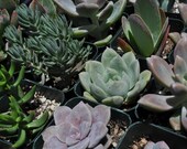50 Wedding Favor Centerpieces Decorations Succulent Plants Flowers Gifts Bouquets
