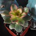 Aeonium Kiwi Succulent Plant