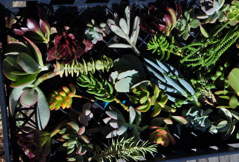 Wedding Favor Succulent Cuttings Centerpieces Bouquets Wreaths Hanging Flat Panel Living Walls - 50 Cuttings With Rooting Powder