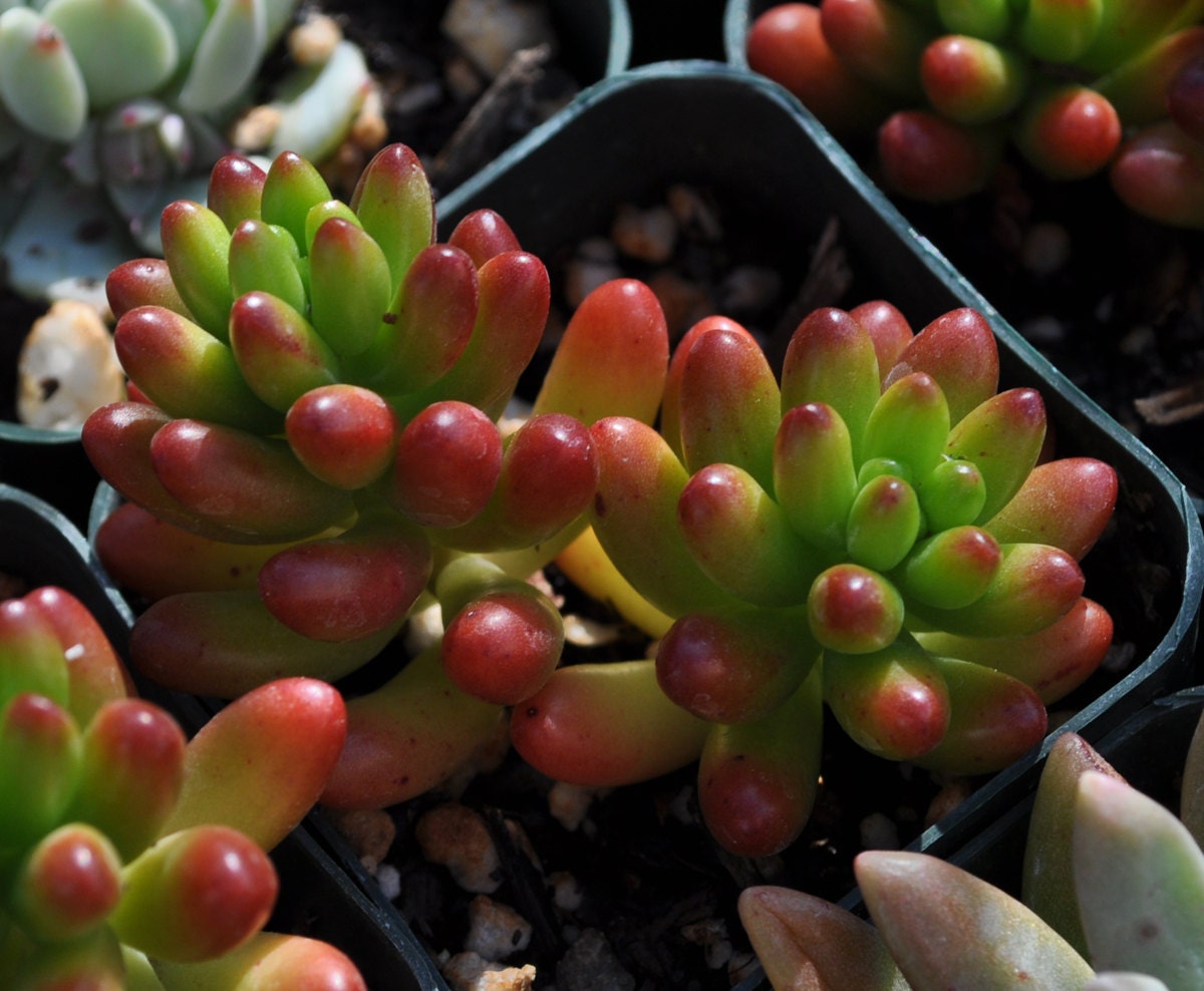 Sedum Rubrotinctum Succulent Plant - Jelly Beans - Pork and Beans