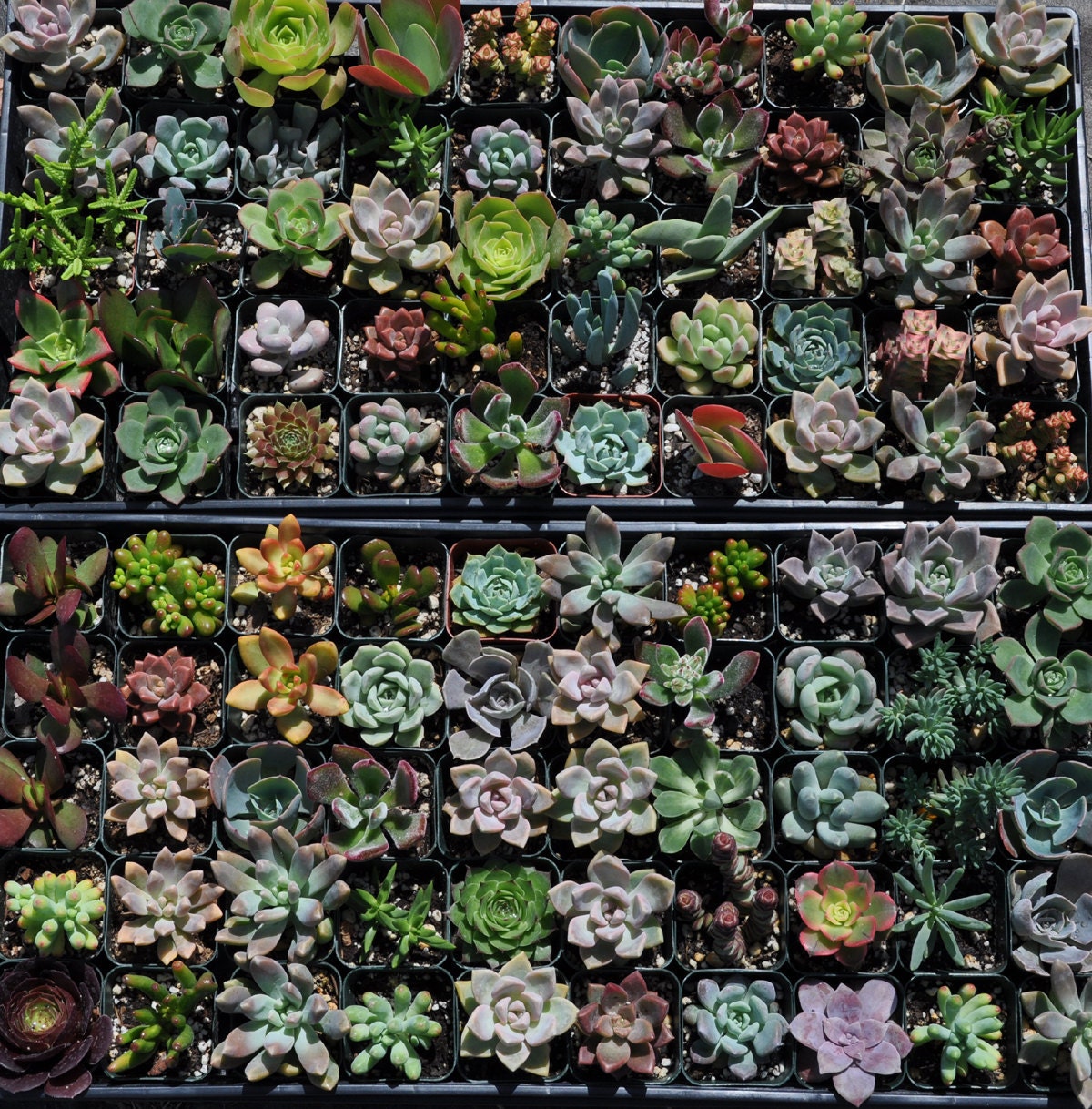 200 Wedding Favor Centerpieces Decorations Succulent Plants Flowers Gifts Bouquets