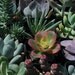 Wedding Favor Centerpieces Decorations Succulents Flowers Gifts Bouquets - 150 Count