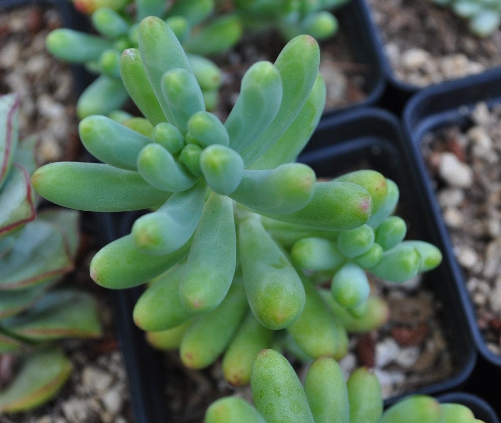 Sedum pachyphyllum Stonecrop Succulent Plant by