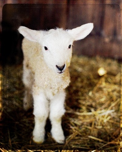 Lamb - animal photography