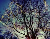 nature photograph, twinkly tree lights in a blue night sky, green blue dusk evening -  Fine art print, Home Decor
