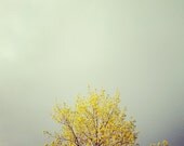Yellow Tree Photograph - Spring, soft green, yellow, Pastel, Home Decor, Nature Photography - Misty morning