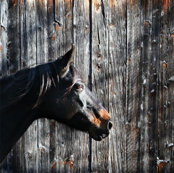Maggy - jet black horse, farm animal, regal looking, equestrian, weathered barn wood