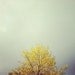 Yellow Tree Photograph - Spring, soft green, yellow, Pastel, Home Decor, Nature Photography - Misty morning