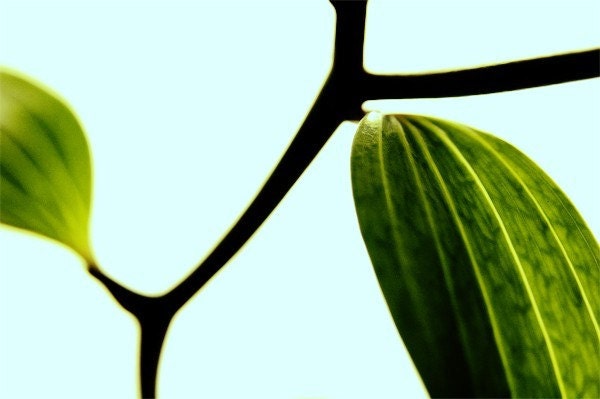Green leaf - 8X10 Fine Art Print