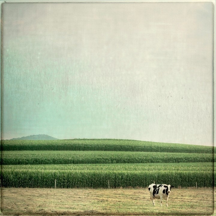 Animal Photography, Farm, Cow, Country Home Decor - Mariella - 8x8 Signed Print by Tina Crespo Philadelphia Photographer