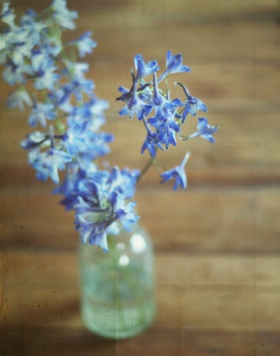 Large Photo, Flowers, Blue, Home Decor - Lacey Q - 11x14 Signed Print by Tina Crespo Philadelphia Photographer