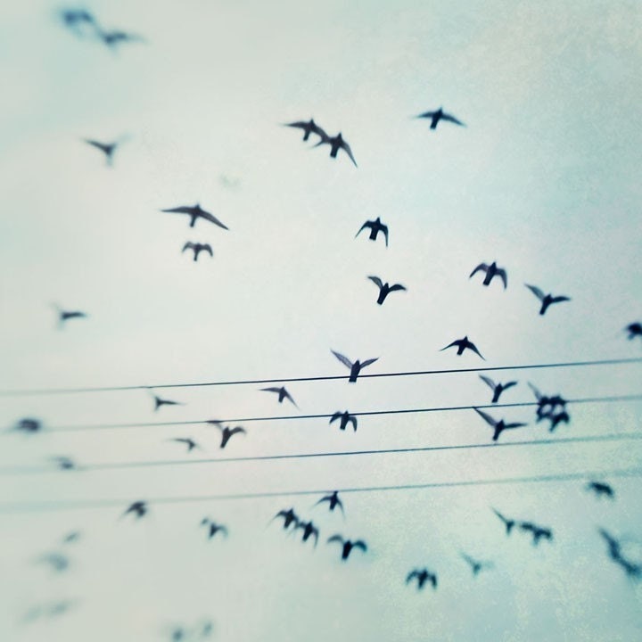 Bird Nature Photography, Blue, Sky, Winter - Passing By - 8x8 Signed Print by Tina Crespo Philadelphia Photographer