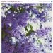 SALE - 25% OFF Shelter 8x8 Signed Print by Philadelphia Photographer Tina Crespo - nature, macro, flower, purple, violet, Spring, blooms