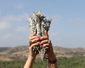 Wild Picked San Diego White Sage