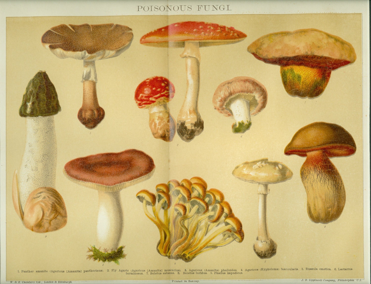 1926 Botanical Vintage Mushroom Poisonous Fungi Print