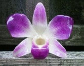 REAL Natural Magenta Purple and Cream ORCHID Pin and Pendant