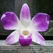 REAL Natural Magenta Purple and Cream ORCHID Pin and Pendant