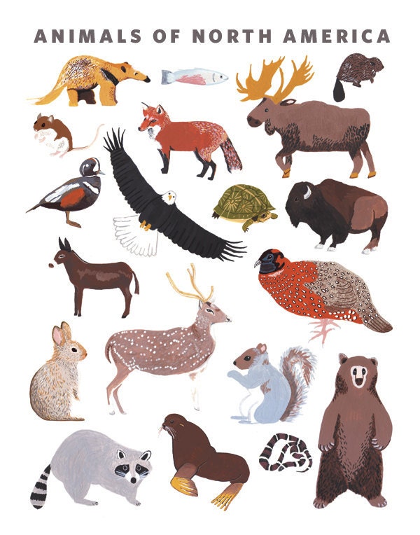 North American Animals Print