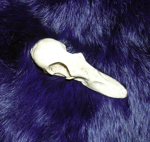 Duck skull realistic resin cast
