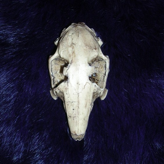 Realistic replica rabbit skull resin cast